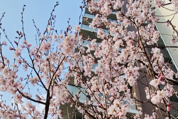 早咲きの桜❀
